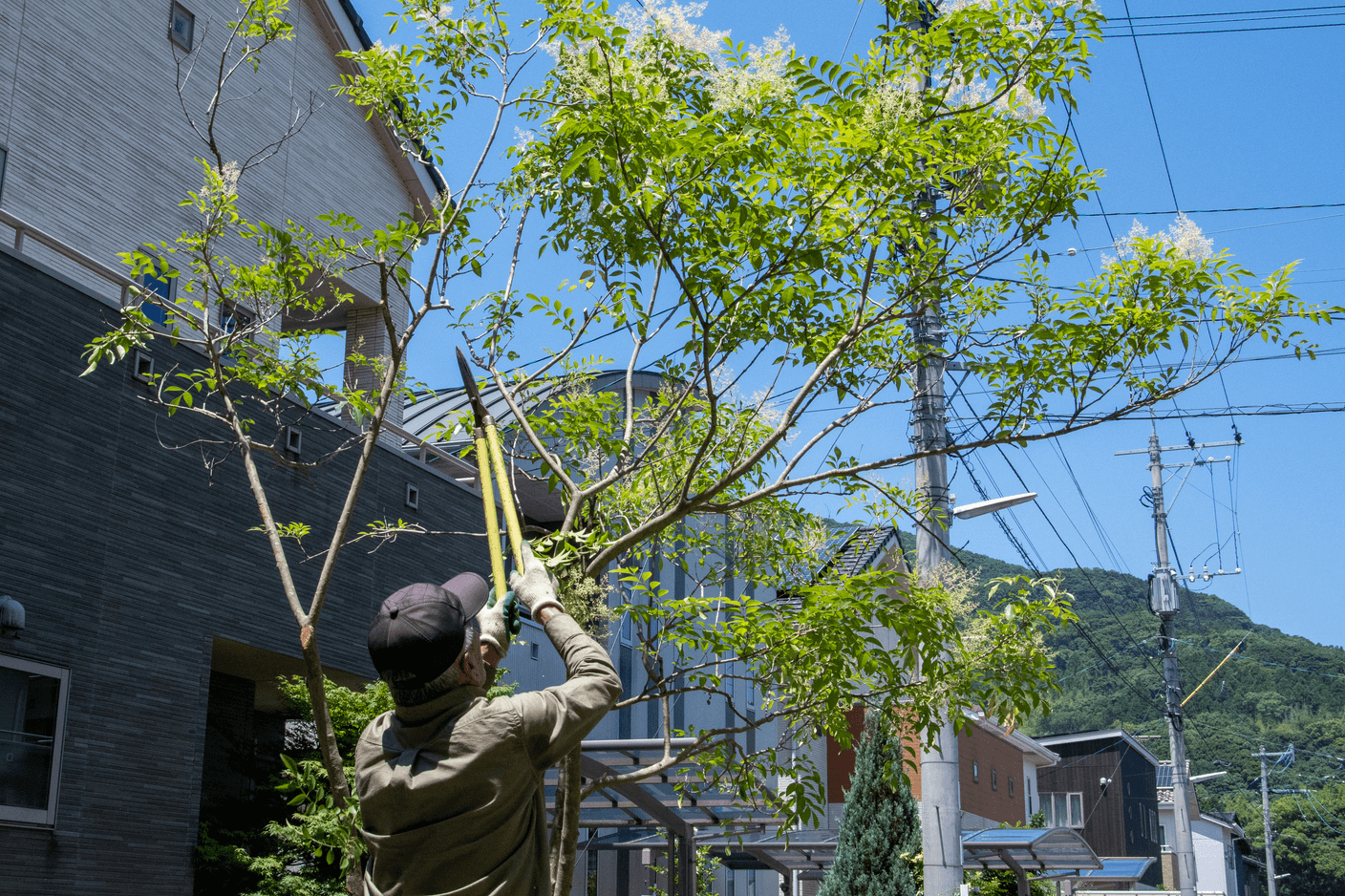 草刈り・剪定後の整えられた庭