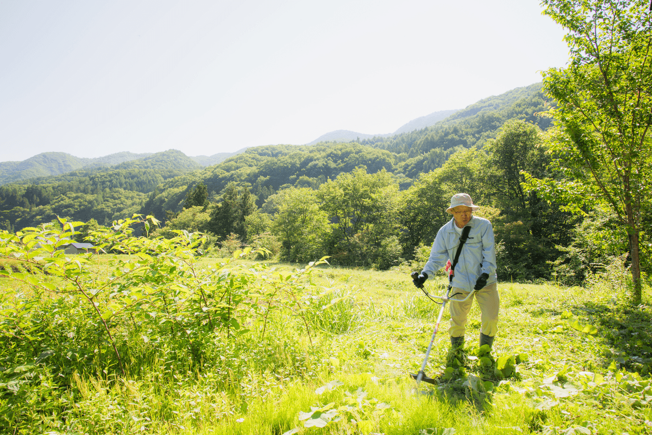草刈り・剪定作業後のきれいに整えられた庭