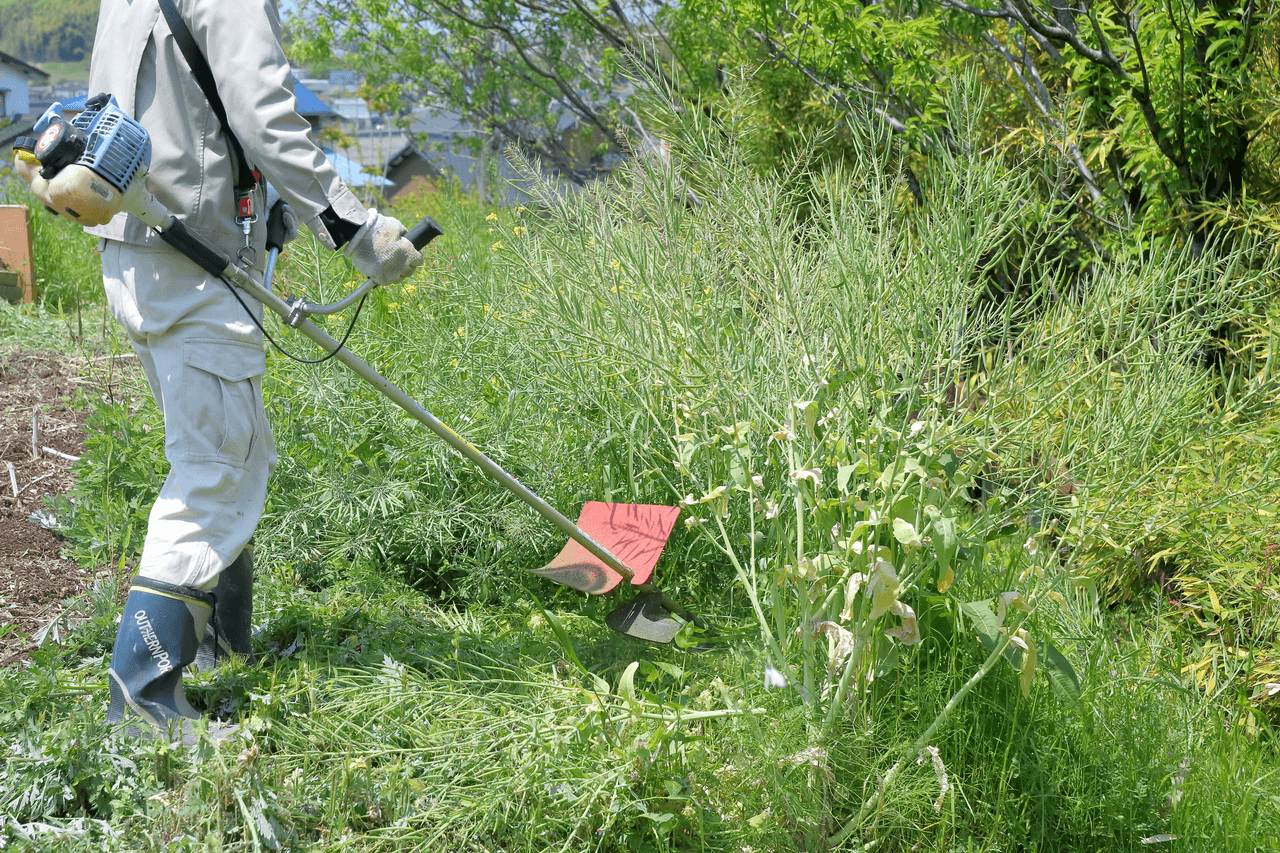 草刈り・剪定作業で整えられた庭の様子
